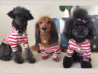 KING OF DOGピックアップ03