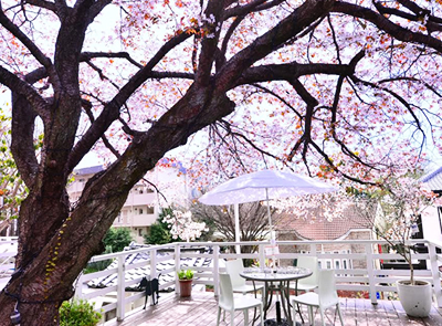 Kobe Kitano Museum Cafe 北野異人館街 韓国語